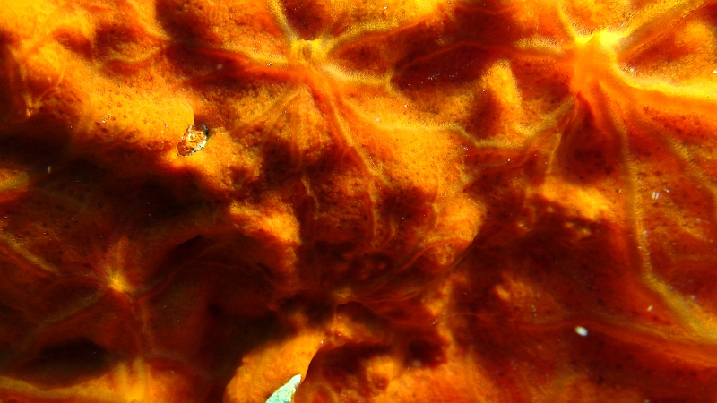 Original image